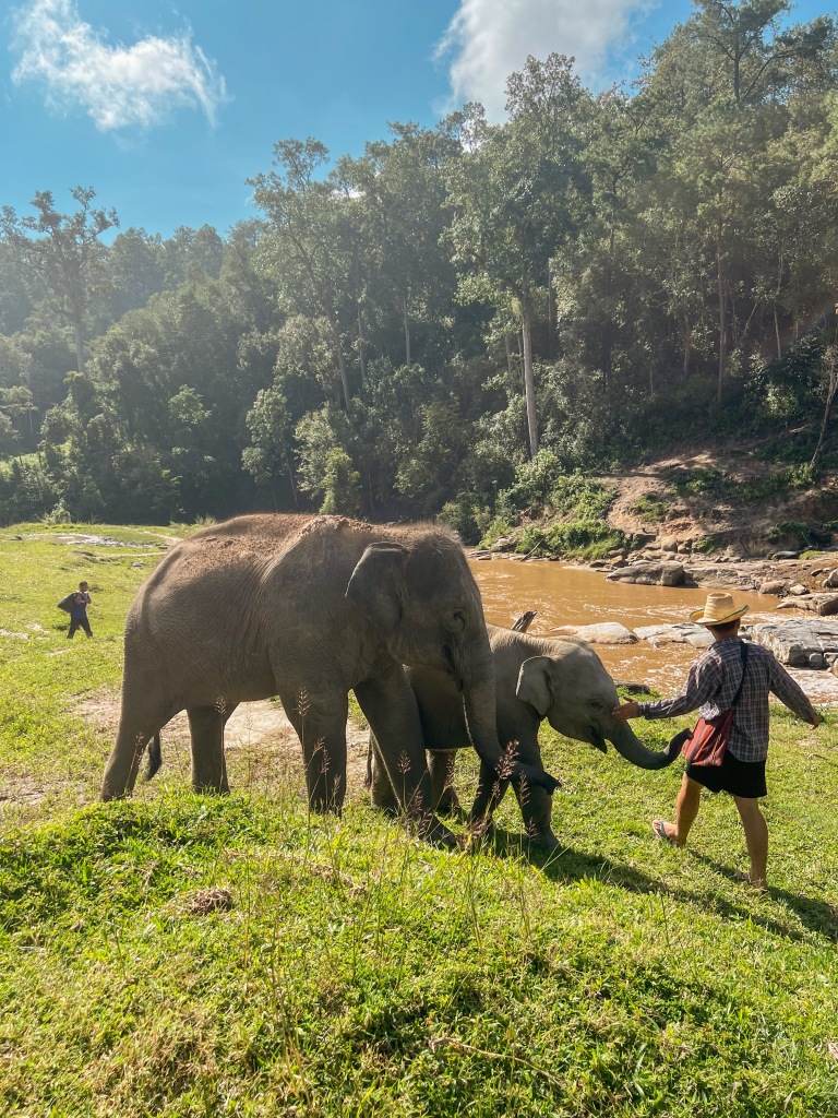 into the wild elephant sanctuary chiang mai
